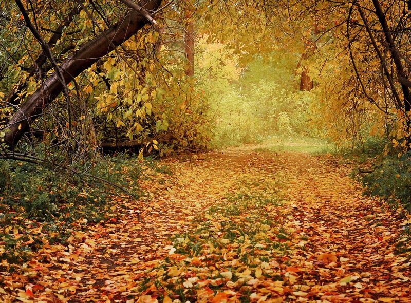 Path Covered in Autumn Leaves — Yellow, Serene, Photograph, Trees, Fallen Leaves