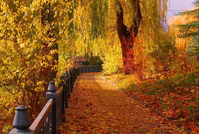 Path Covered in Autumn Leaves — Yellow, Serene, Photograph, Trees, Fence