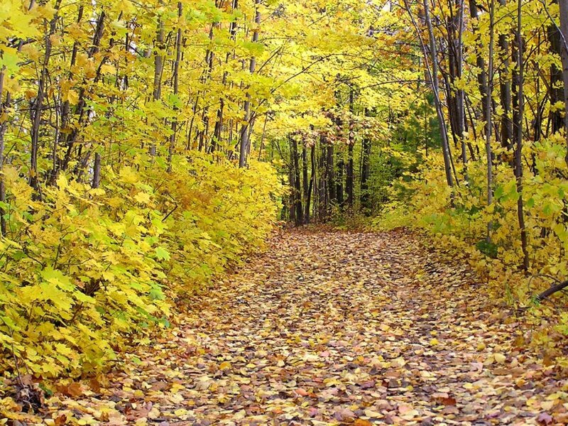 Path Covered in Autumn Leaves — Yellow, Serene, Photograph, Trees, Forest, Brown, Green