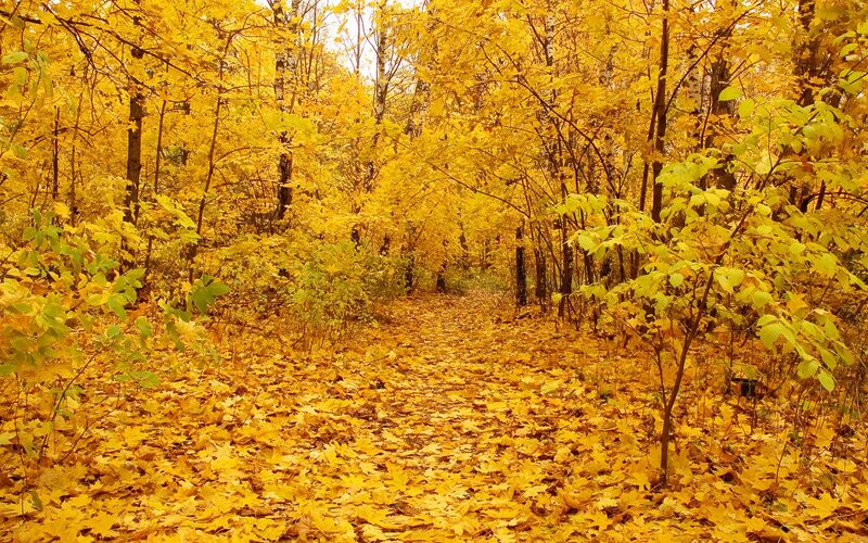 Path Covered in Autumn Leaves — Yellow, Serene, Photograph, Trees, Forest, Brown