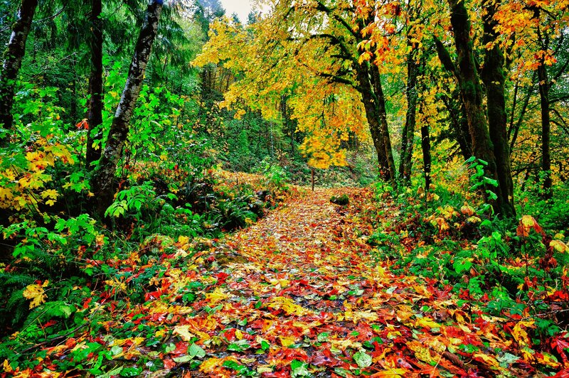 Path Covered in Autumn Leaves — Yellow, Serene, Photograph, Trees, Forest, Fallen Leaves