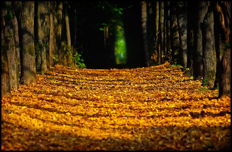 Path Covered in Autumn Leaves — Yellow, Serene, Photograph, Trees, Forest Path