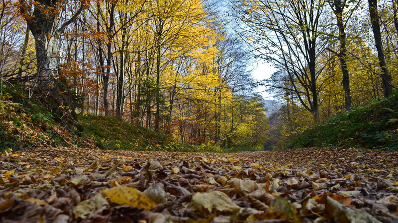 Path Covered in Autumn Leaves — Yellow, Serene, Photograph, Trees, Forest, Sky