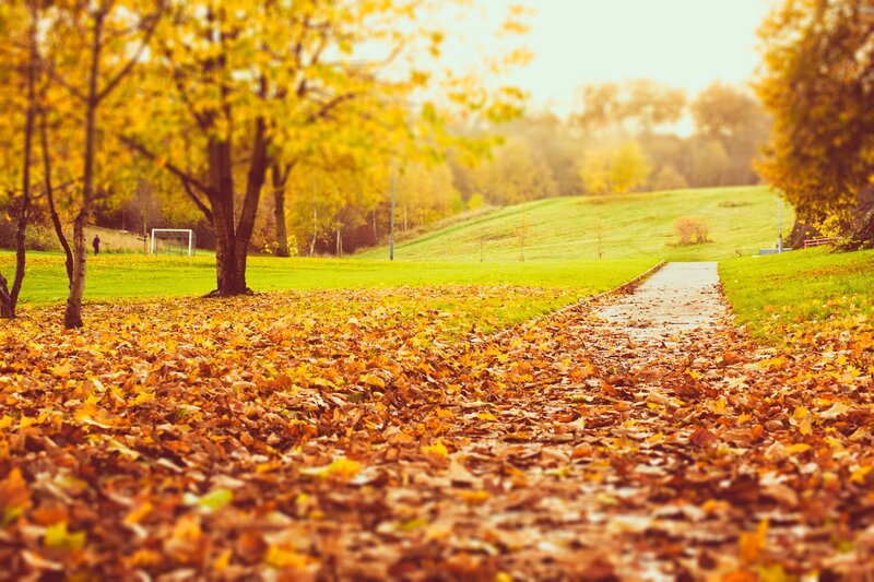 Path Covered in Autumn Leaves — Yellow, Serene, Photograph, Trees, Grass Field