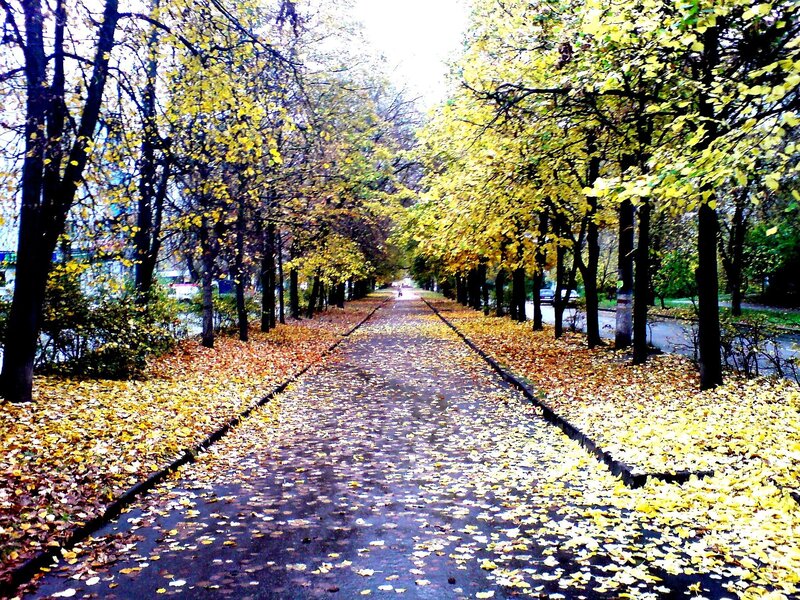 Path Covered in Autumn Leaves — Yellow, Serene, Photograph, Trees, Road, Brown