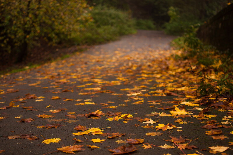 Path Covered in Autumn Leaves — Yellow, Serene, Photograph, Trees, Road