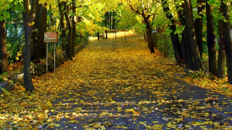 Path Covered in Autumn Leaves — Yellow, Serene, Photograph, Trees, Sign