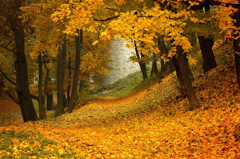 Path Covered in Autumn Leaves — Yellow, Serene, Photograph, Trees, Stone Wall