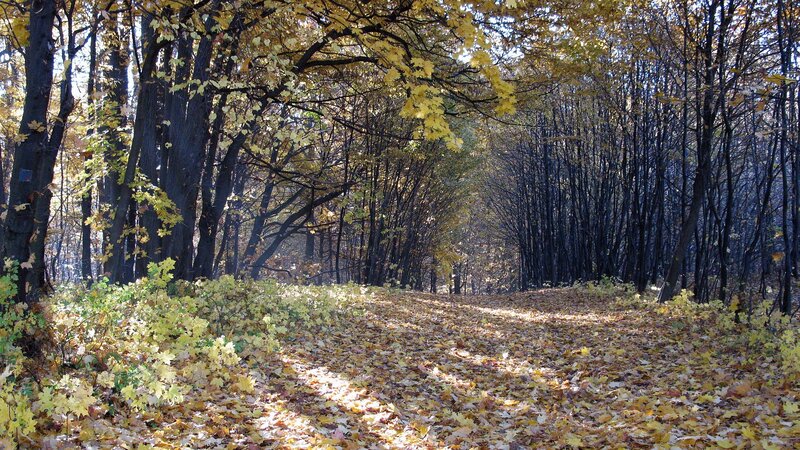Path Covered in Autumn Leaves — Yellow, Serene, Photograph, Trees, Sunlight, Brown