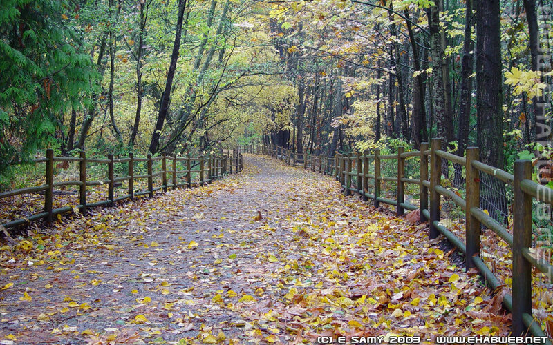 Path Covered in Autumn Leaves — Yellow, Serene, Photograph, Wooden Fence, Trees, Fallen Leaves, Brown