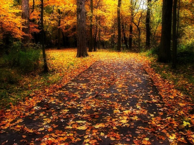 Path Covered in Autumn Leaves — Yellow, Serene