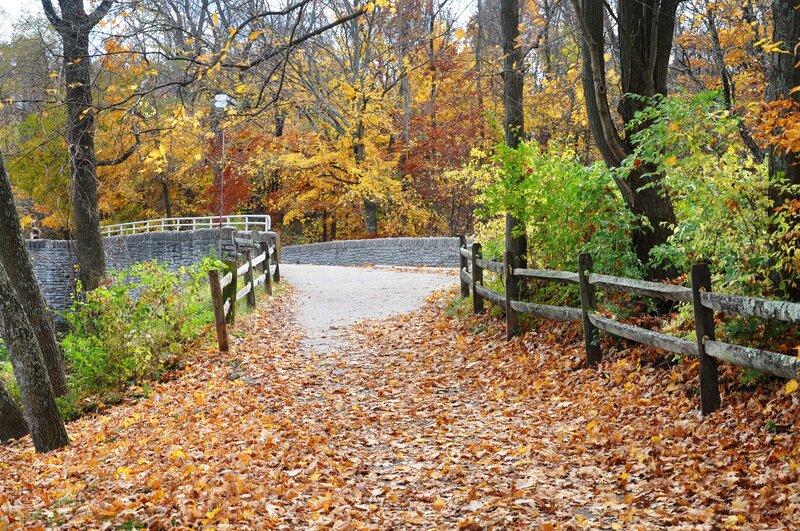 Path Covered in Autumn Leaves — Yellow