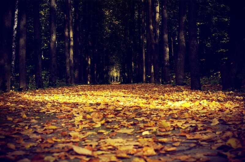 Path Covered in Autumn Leaves — Yellow, Trees