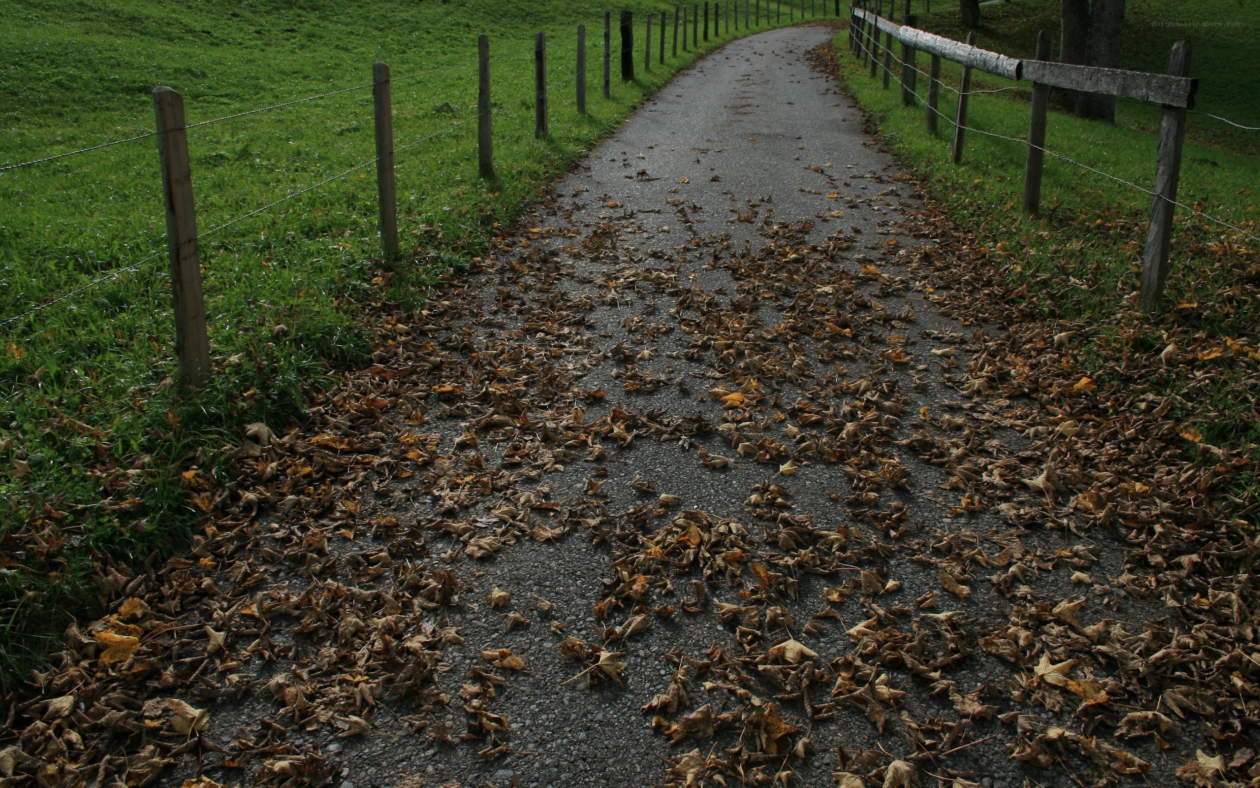 path covered in autumn leaves