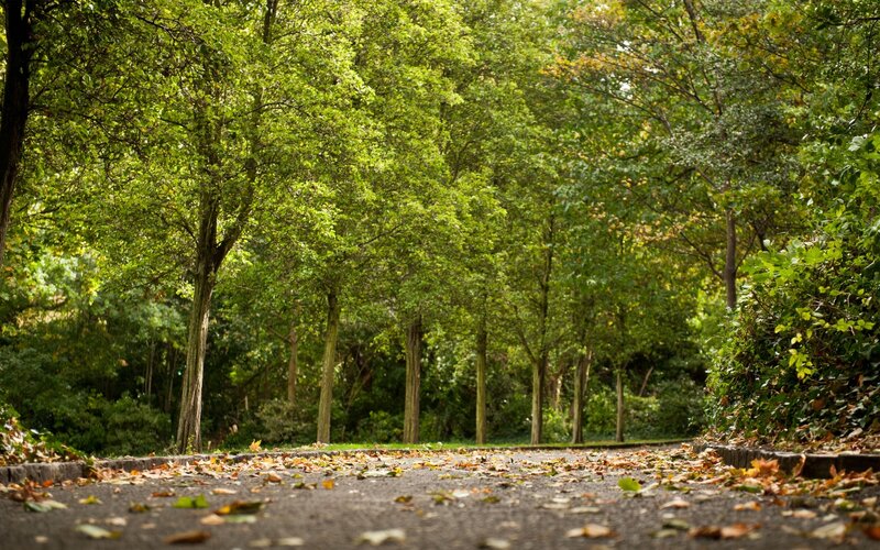 Path Covered in Fallen Leaves