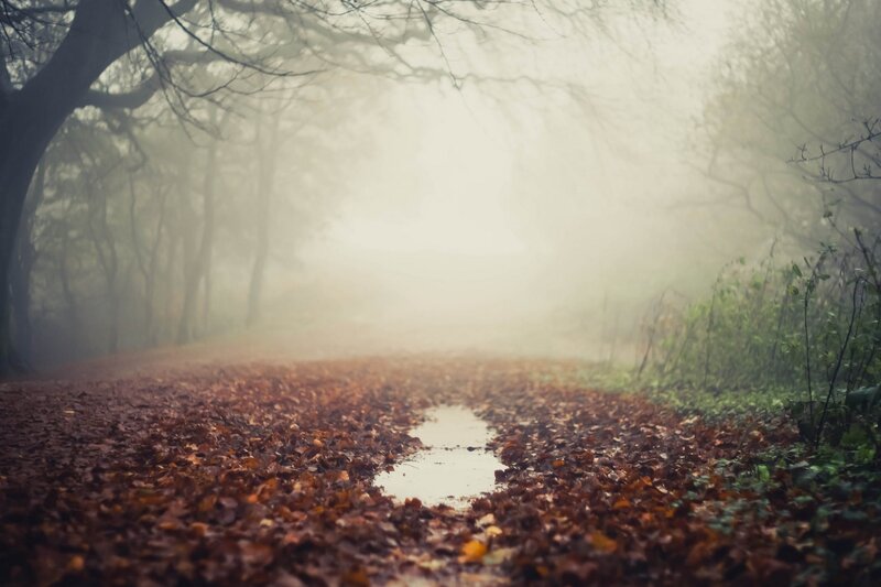 Path Covered in Leaves — Brown, Misty