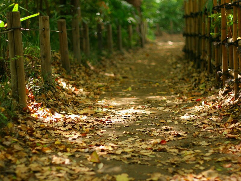 Path Covered in Leaves — Brown, Serene, Autumn, Photograph, Bamboo Fence