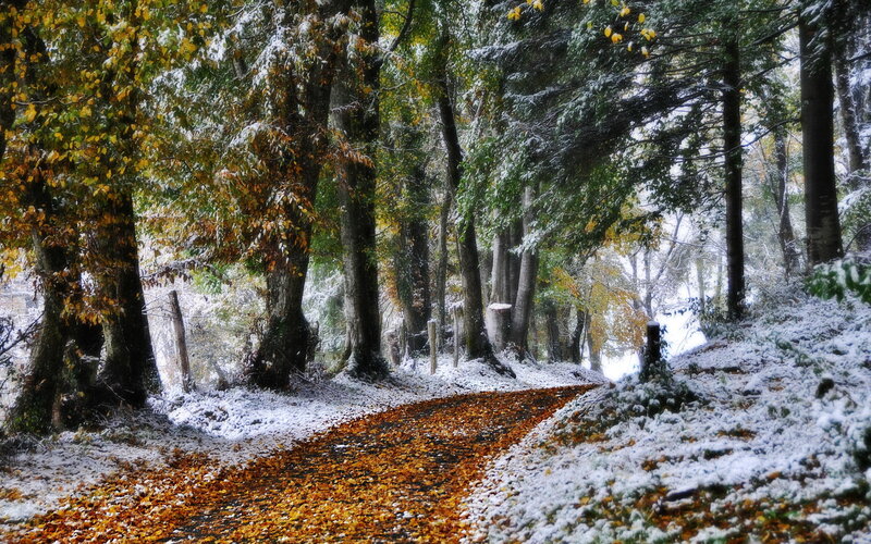 Path Covered in Leaves — Brown, Serene, Autumn
