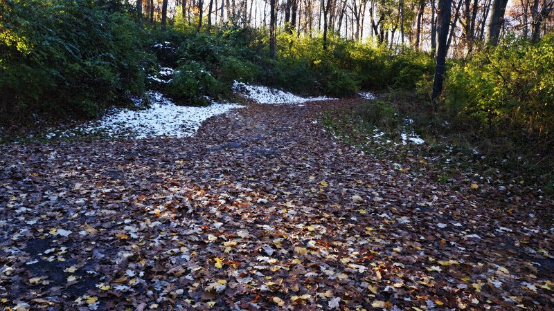 Path Covered in Leaves — Brown, Serene