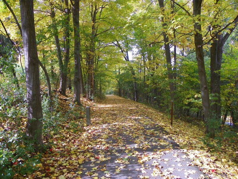 Path Covered in Leaves — Green, Serene, Autumn