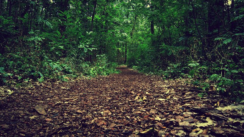 Path Covered in Leaves — Green, Serene