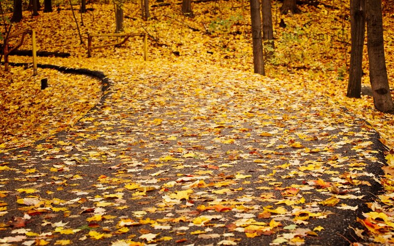 Path Covered in Leaves — Yellow, Serene