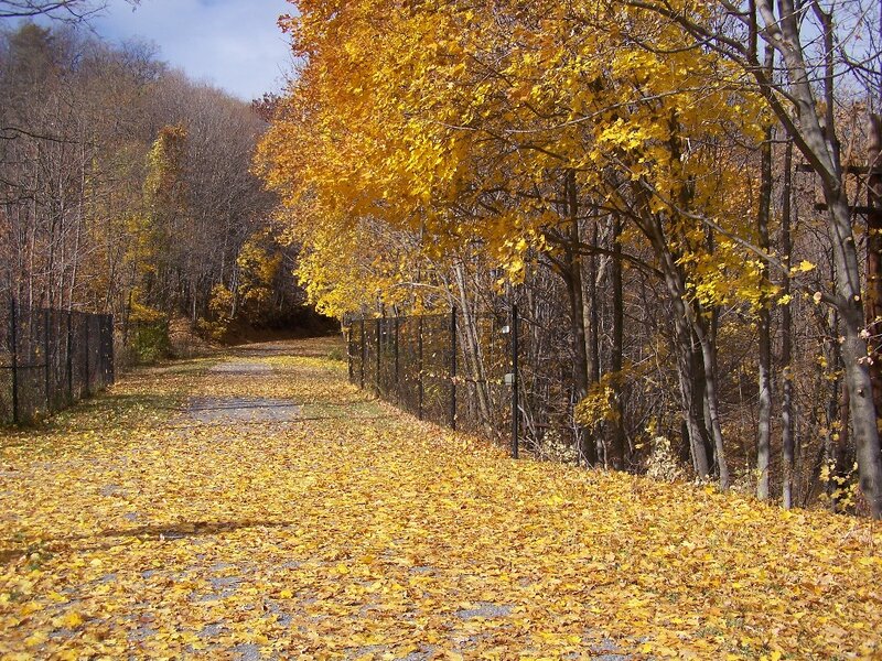 Path Covered in Leaves — Yellow