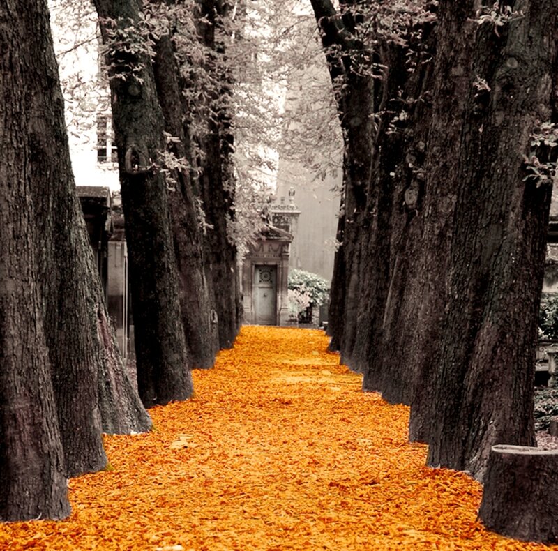 Path Covered in Orange Leaves