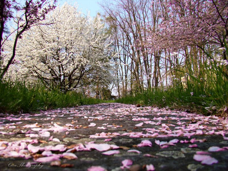 Path Covered in Petals