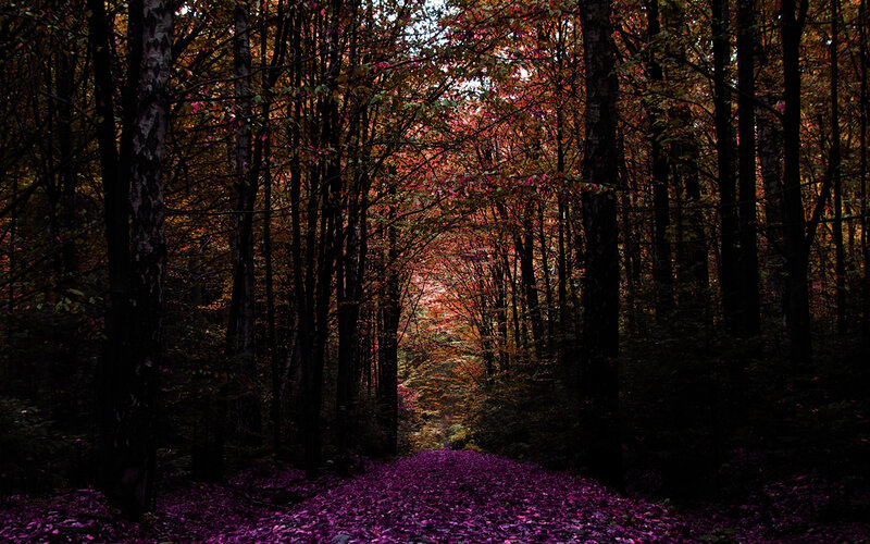 Path Covered in Purple Leaves