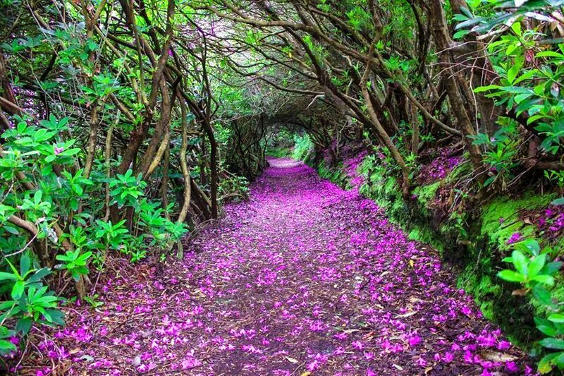 Path Covered in Purple Petals