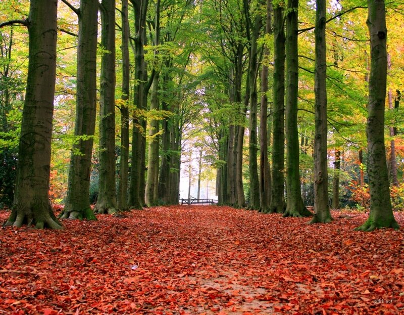 Path Covered in Red Leaves — Forest