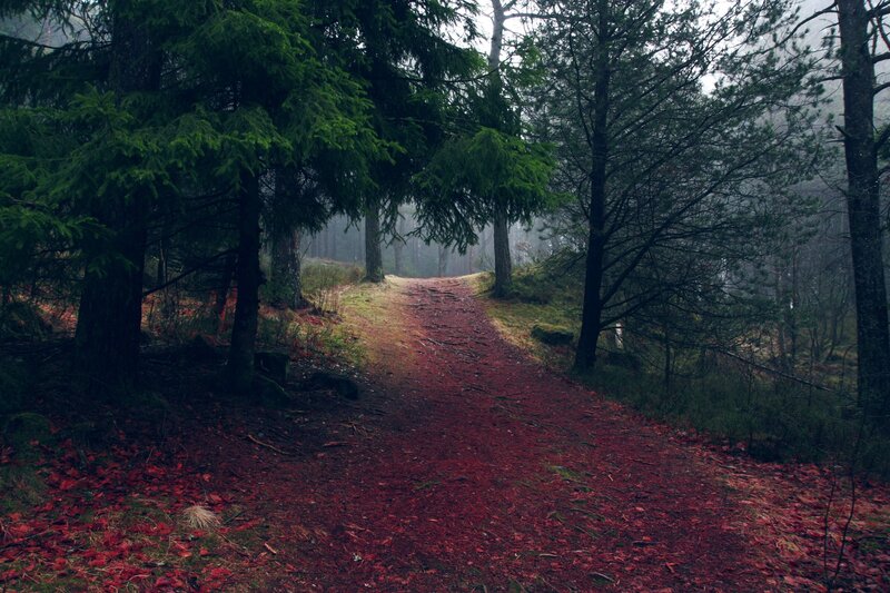 Path Covered in Red Leaves — Misty, Autumn