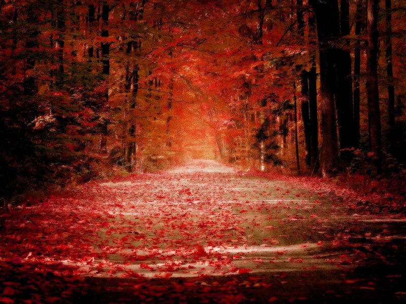 Path Covered in Red Leaves — Photograph
