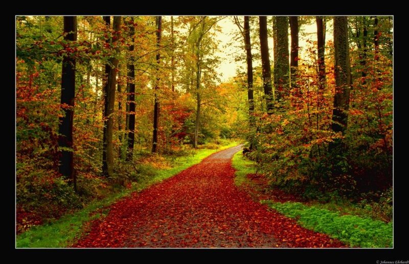 Path Covered in Red Leaves — Serene, Autumn, Photograph, Forest