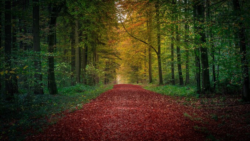 Path Covered in Red Leaves — Serene, Autumn, Photograph, Forest, Trees, Fallen Leaves