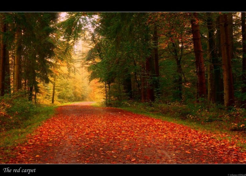 Path Covered in Red Leaves — Serene, Autumn, Photograph, Forest, Trees