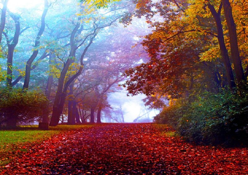 Path Covered in Red Leaves — Serene, Autumn, Photograph
