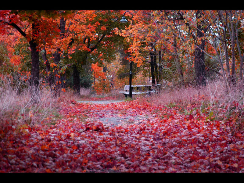 Path Covered in Red Leaves — Serene, Autumn, Photograph, Trees, Bench, Lamppost