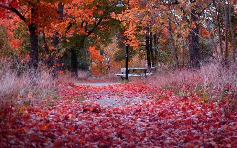 Path Covered in Red Leaves — Serene, Autumn, Photograph, Trees, Bench