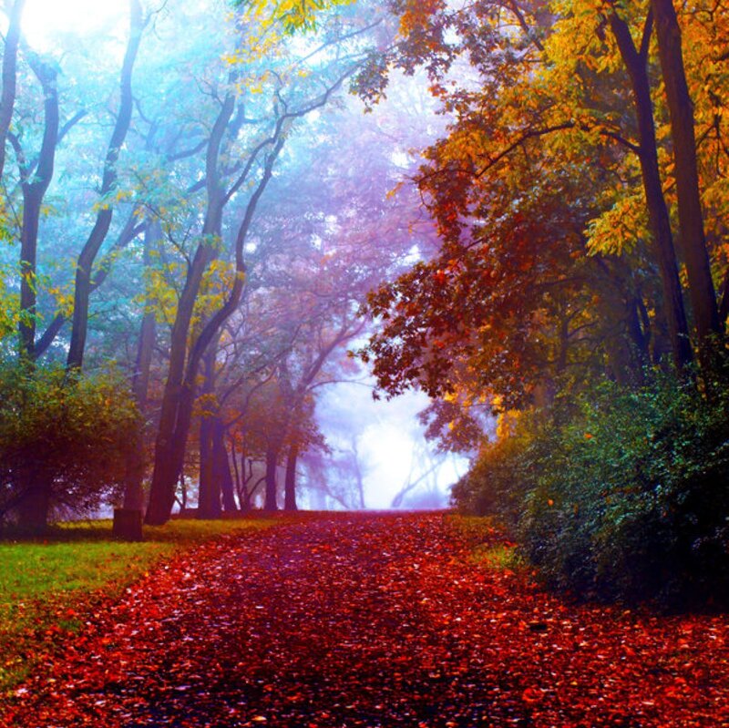 Path Covered in Red Leaves — Serene, Autumn, Photograph, Trees, Fog, Grass