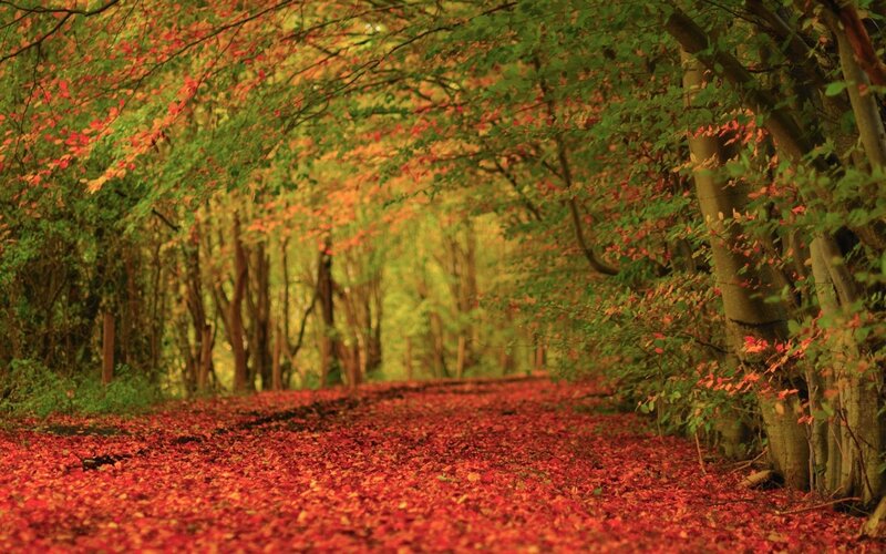 Path Covered in Red Leaves — Serene, Autumn, Photograph, Trees, Forest, Fallen Leaves, Green