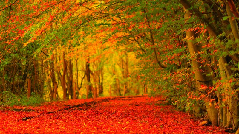 Path Covered in Red Leaves — Serene, Autumn, Photograph, Trees, Forest, Fallen Leaves