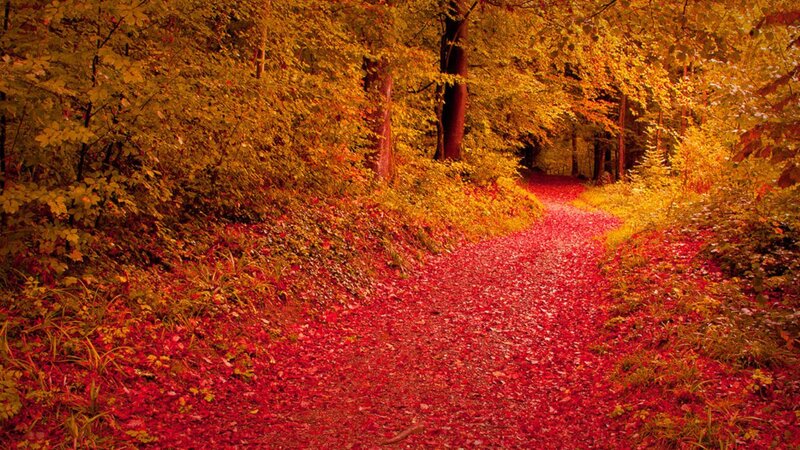 Path Covered in Red Leaves — Serene, Autumn, Photograph, Trees, Forest
