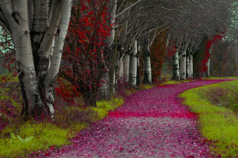 Path Covered in Red Leaves — Serene, Autumn, Photograph, Trees, Grass