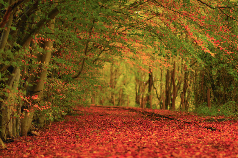 Path Covered in Red Leaves — Serene, Autumn, Photograph, Trees