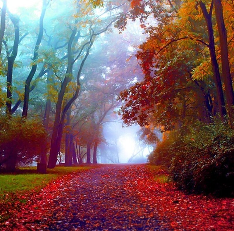 Path Covered in Red Leaves — Serene