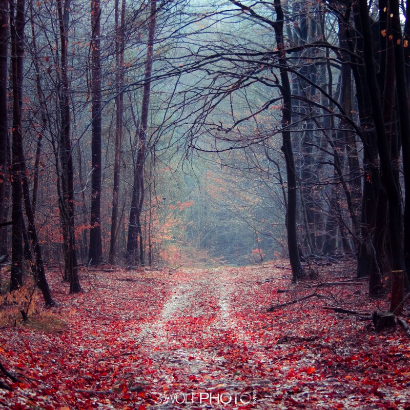 Path Covered in Red Leaves — Somber