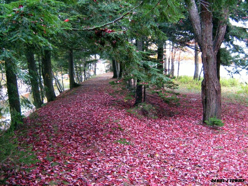 path covered in red leaves