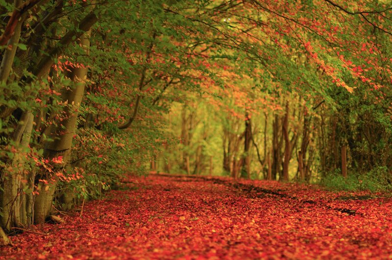 Path Covered in Red Leaves — Trees